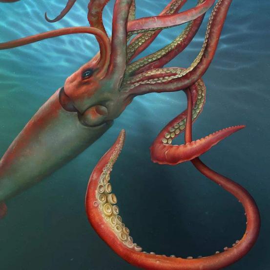 極為龐大的海洋生物,大王酸漿魷長達15米,但這只烏賊比它更大